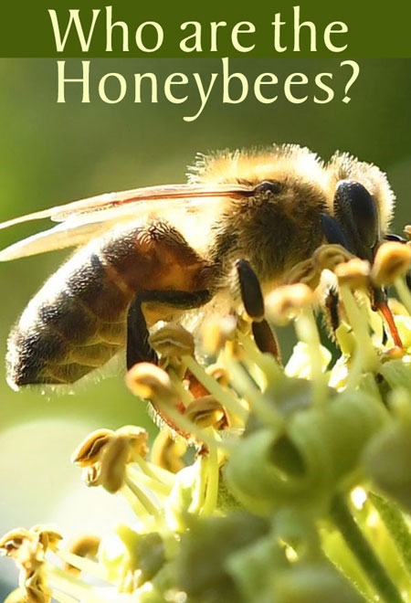 Who Are the Honeybees? Spikenard