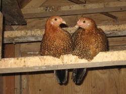 Fundraising Page Image