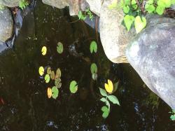 Fundraising Page Image